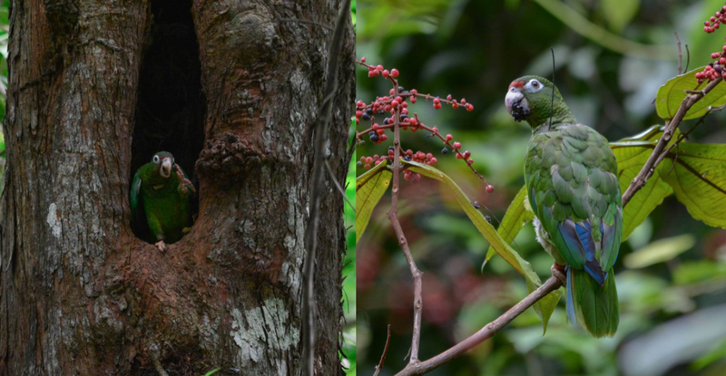 Puerto Rican parrots in the El Yunque rainforest. Photos Courtesy Tayna Harrison